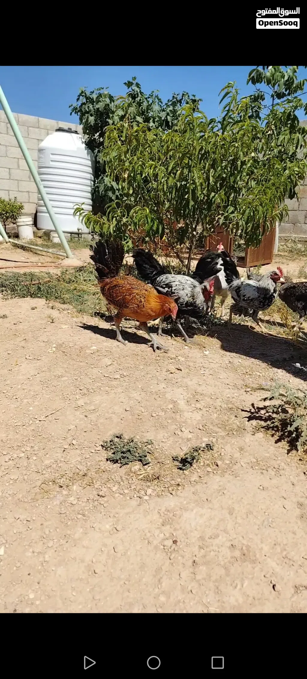12 طير دجاج 5فرخات 7ديوك عمر 5اشهر