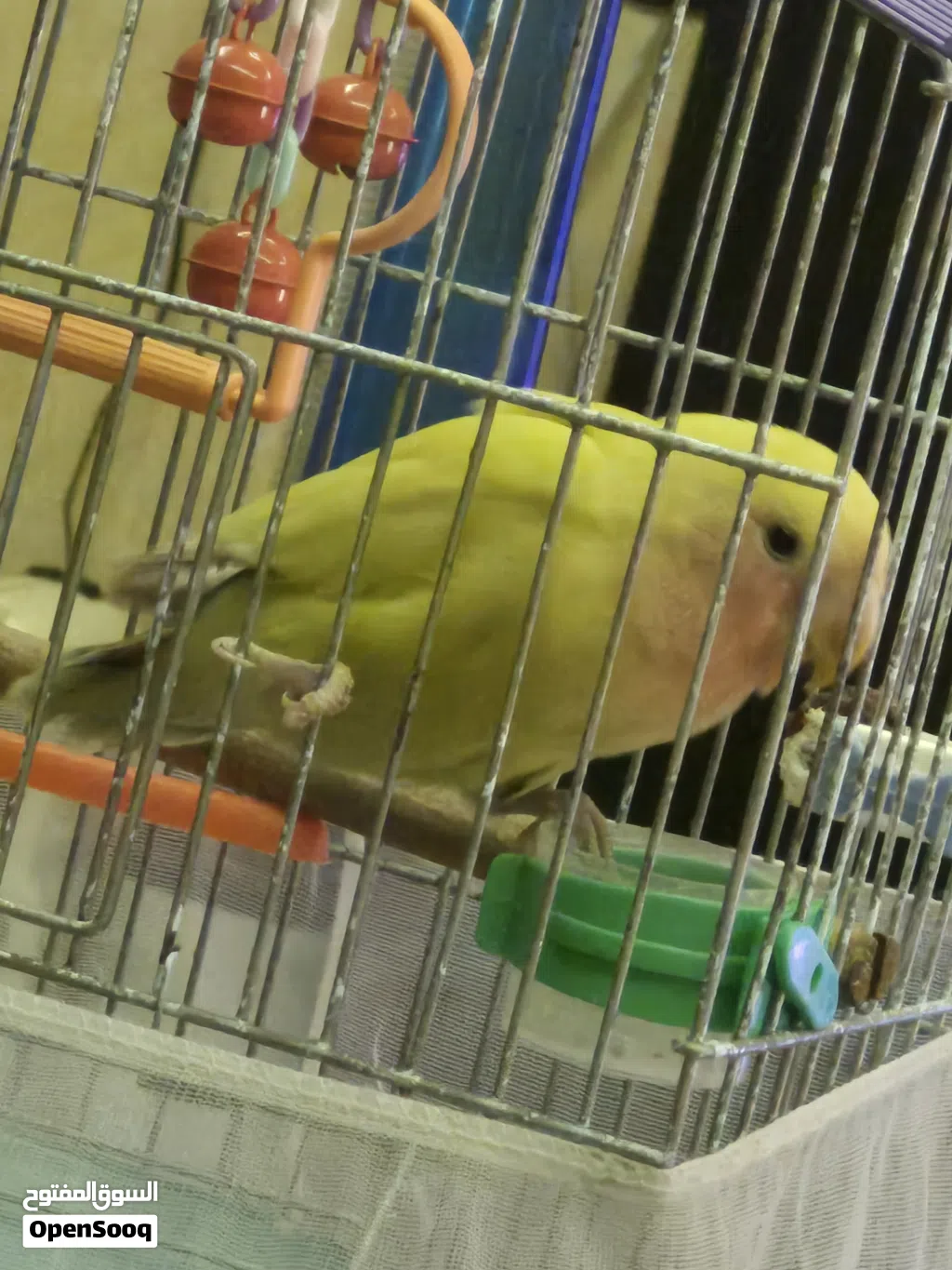2 طائر الروز
