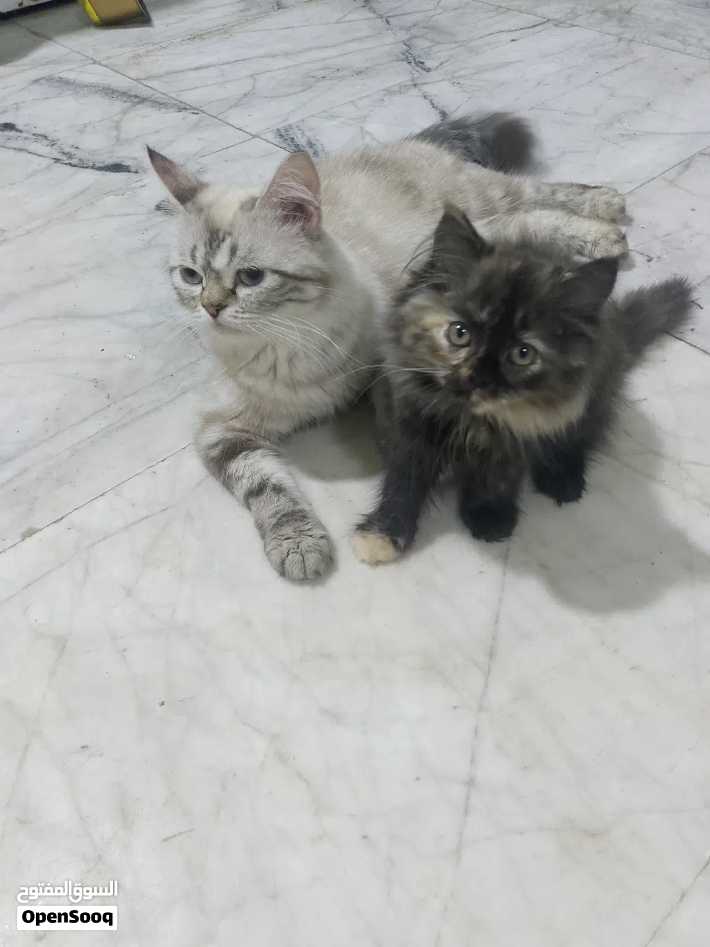 قطط 3 بريش حلوات لعوبات من ام هملايا والاب بريش