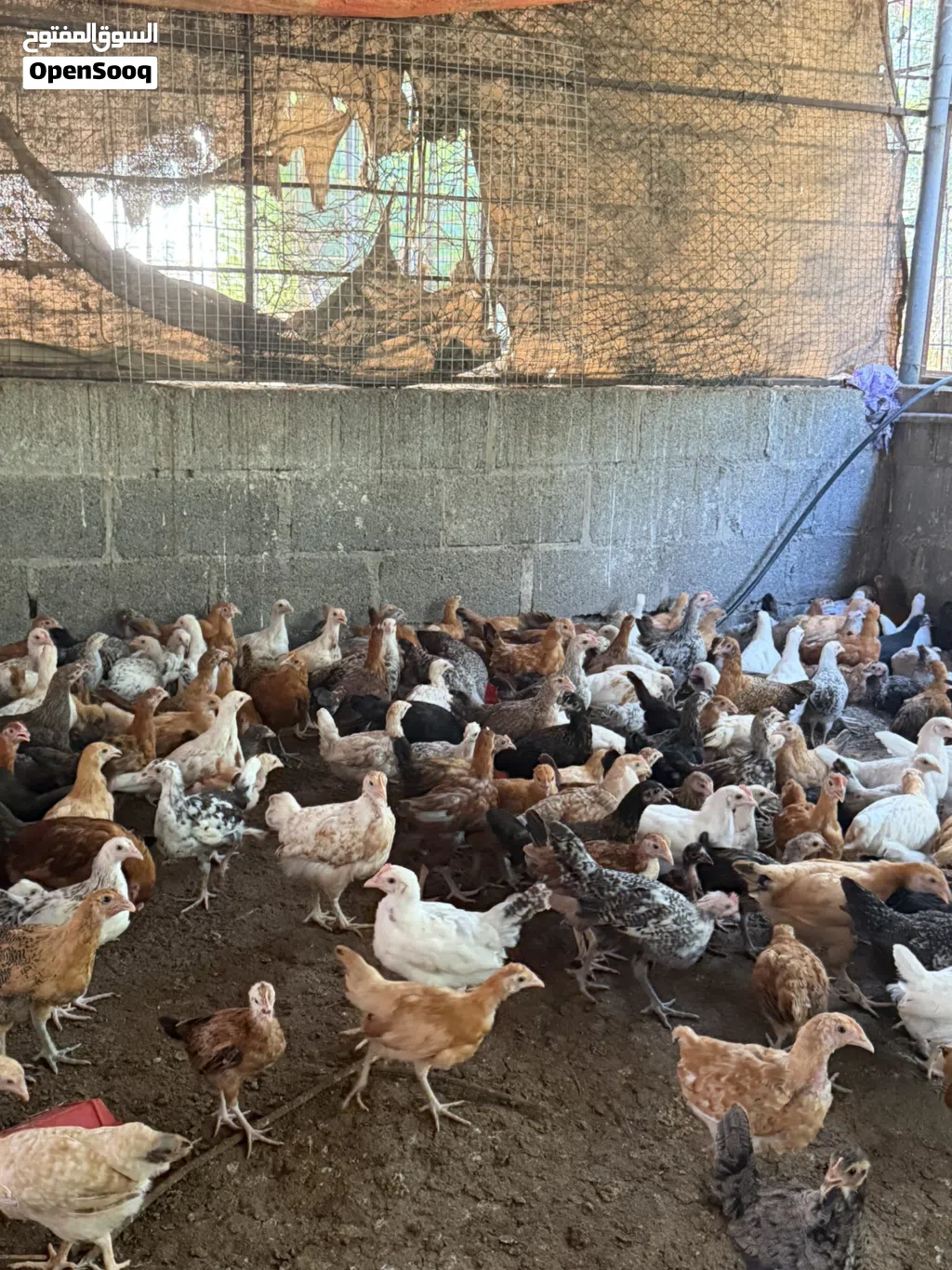للبيع دواجن محلية بصحة عالية جداً عمر شهرين ونص