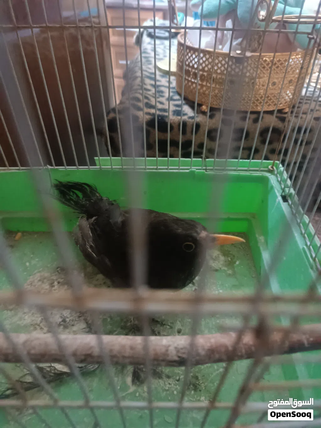 فرخ شحرور للبيع