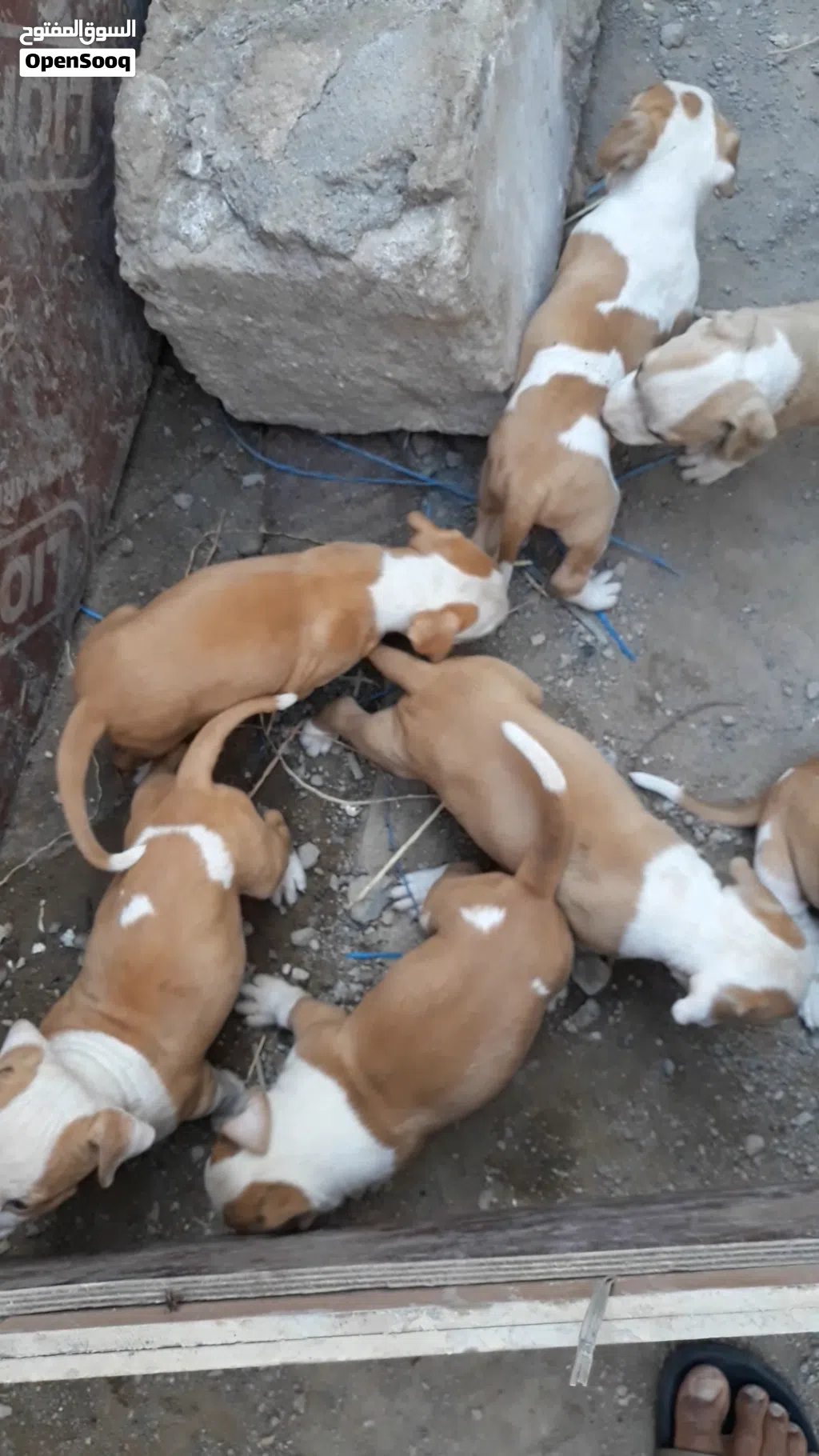 جراء بتبول نقي