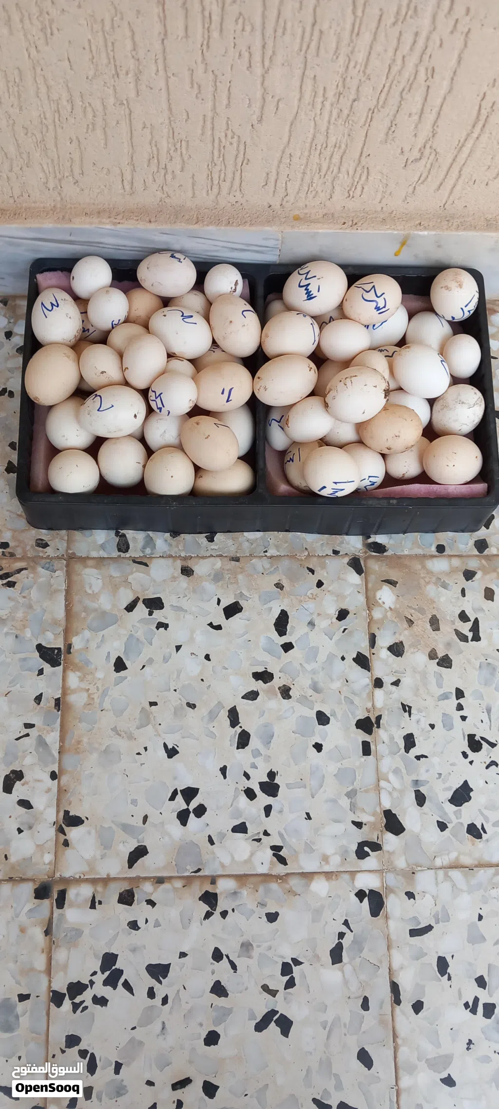 تم توفير زوز طباق بيض زينه مخلط تجميع جديد