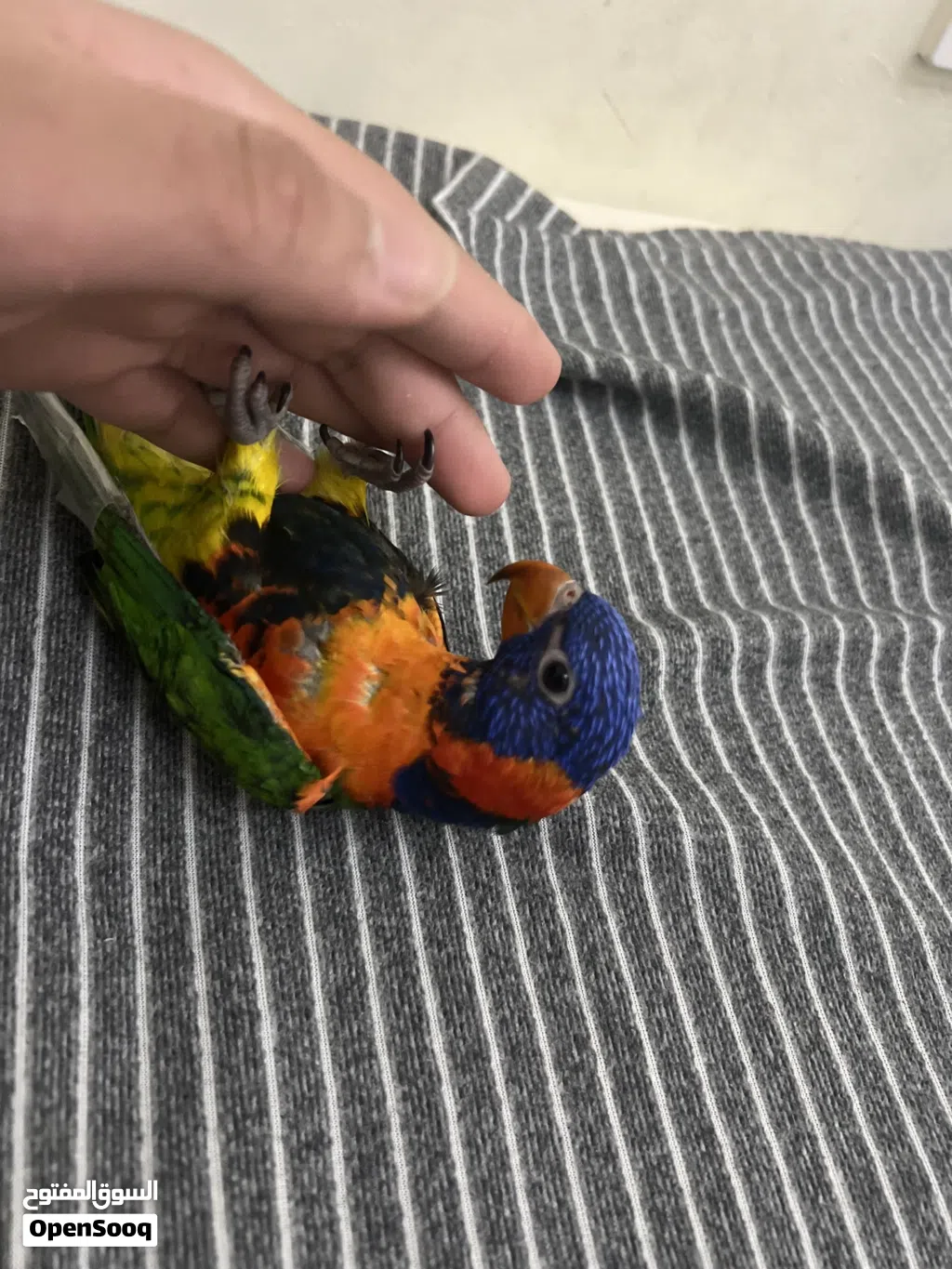 رينبو لوري
