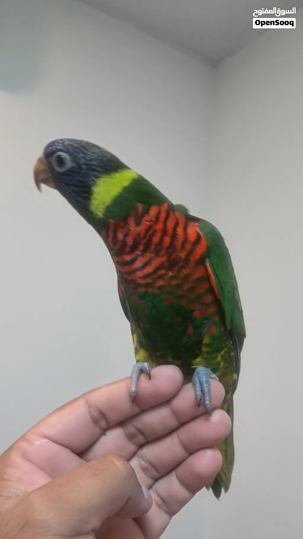 Rainbow lory fully hand tamed