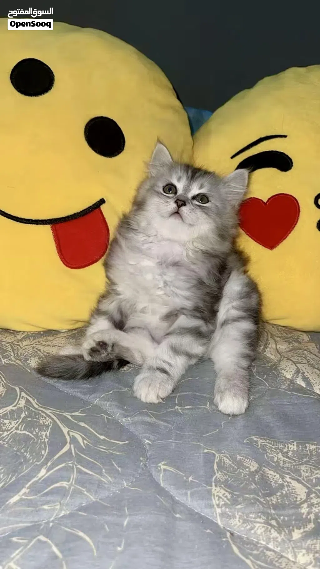 longhair Scottish Fold Cat with thick soft fur loves to play and be pampered the perfect co...