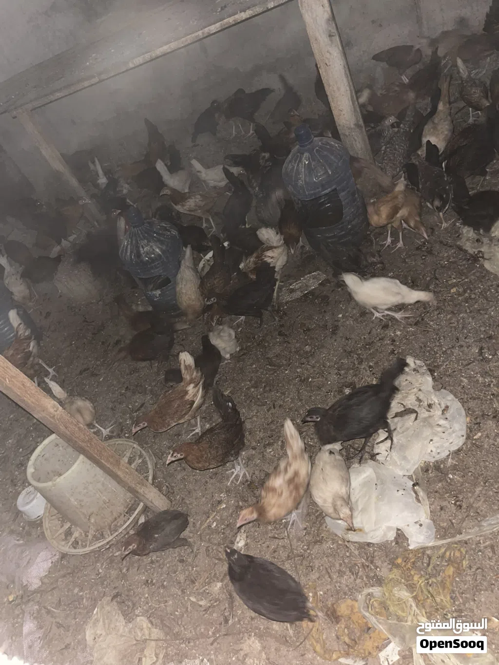 دجاج عماني