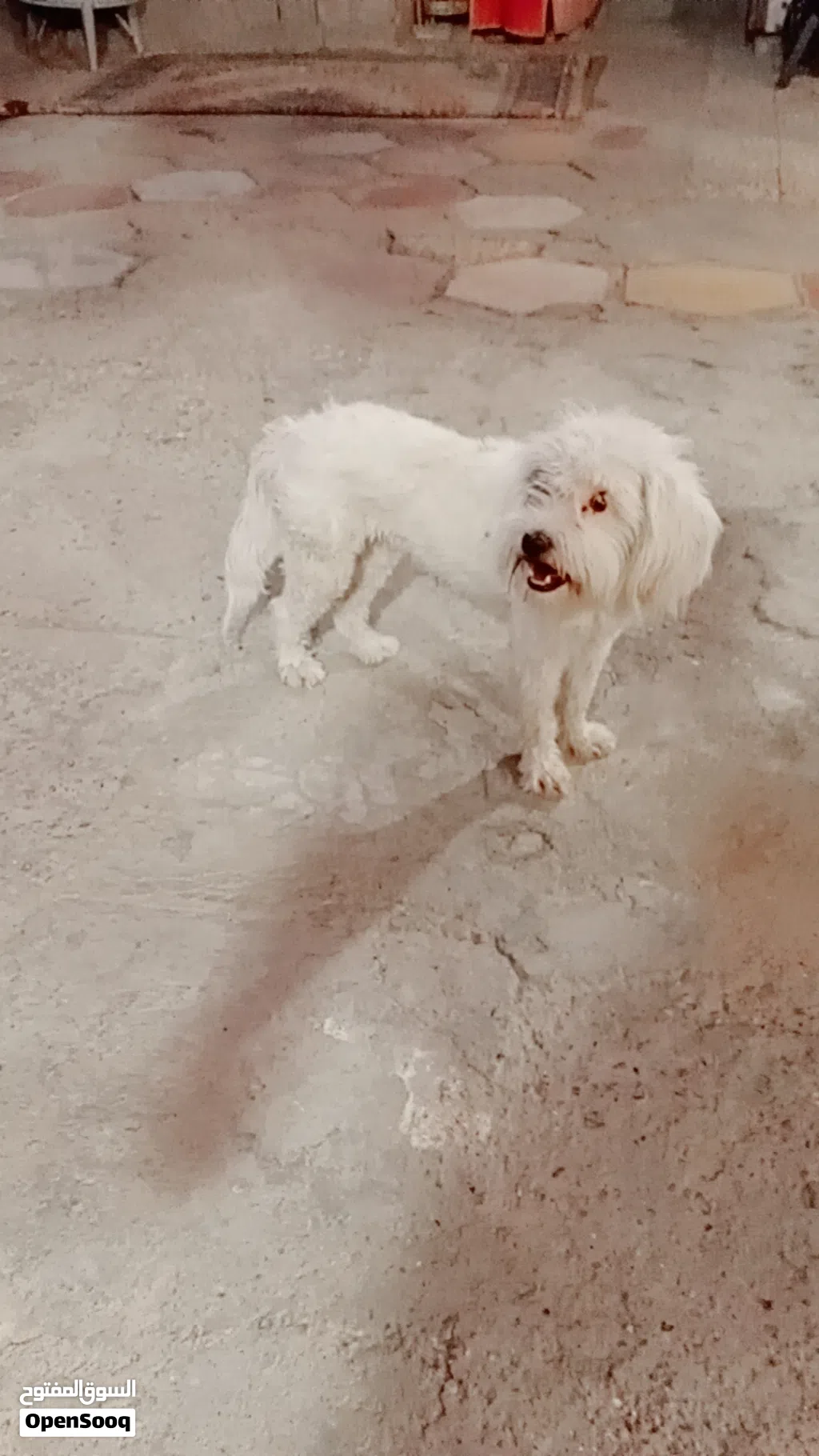 كلبه زينه لعوبه خوش جلبه