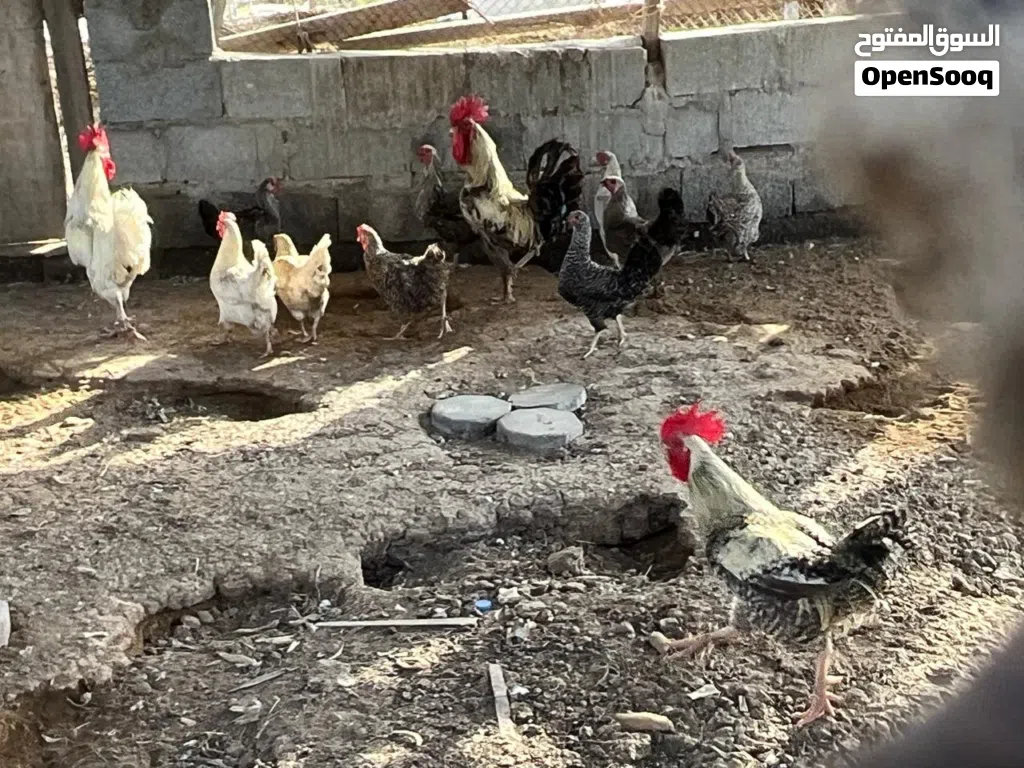 دجاج فرنسي بياض