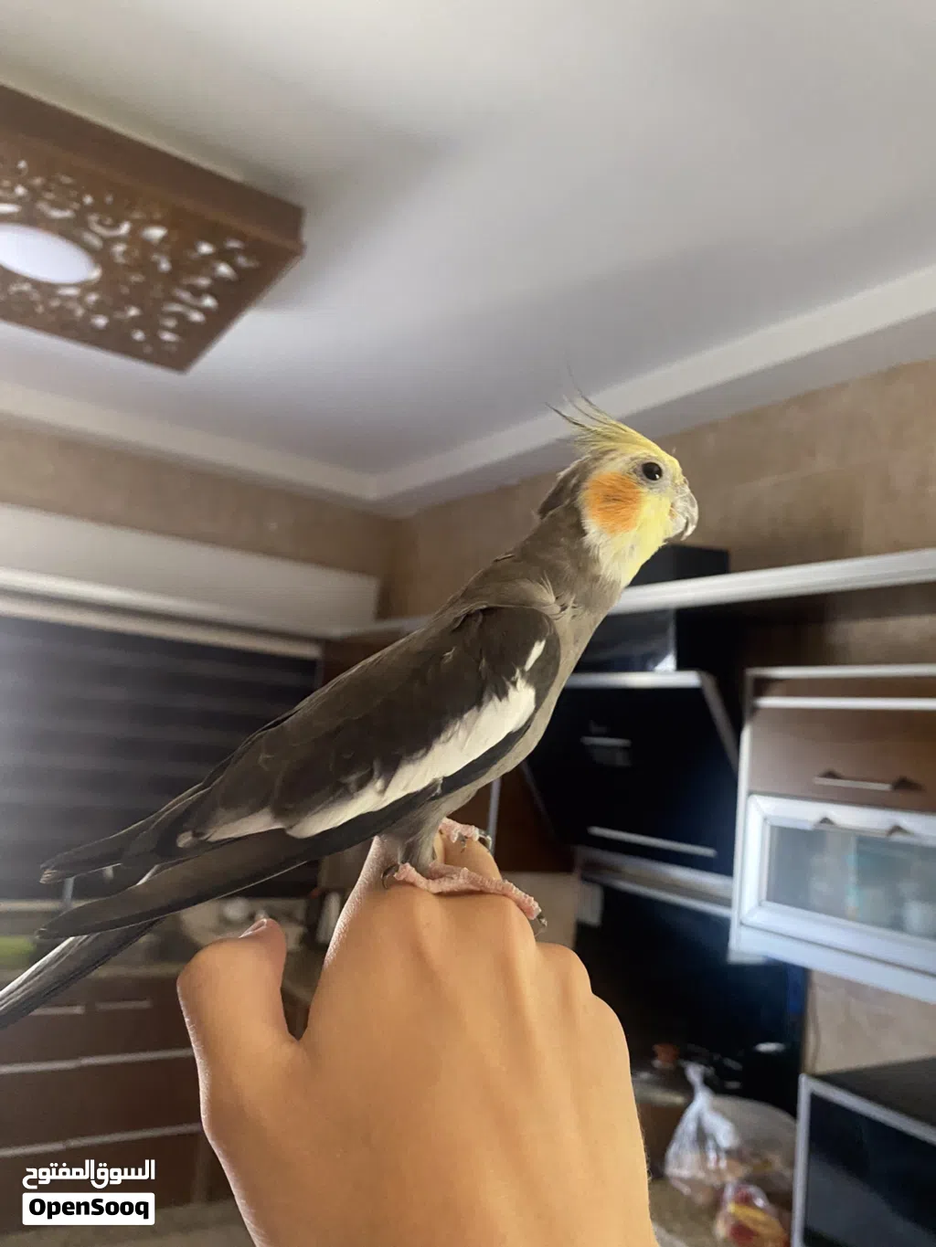 ببغاء كوكتيل