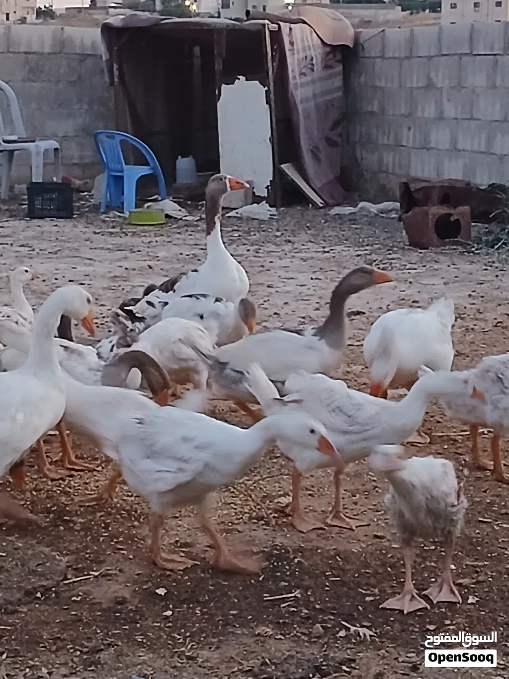 عشر وزات عمر 3 شهور