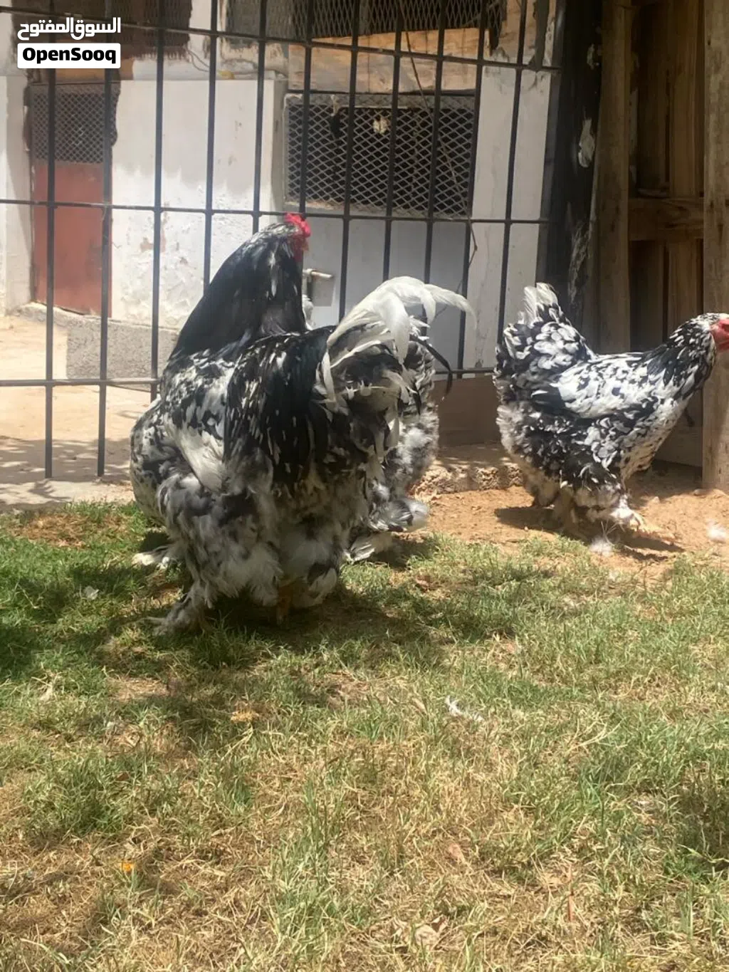 بسم الله ماشاءالله كوبيه براهما عملاق فولي ربي يبارك فروج و3 دجاجات منتجات