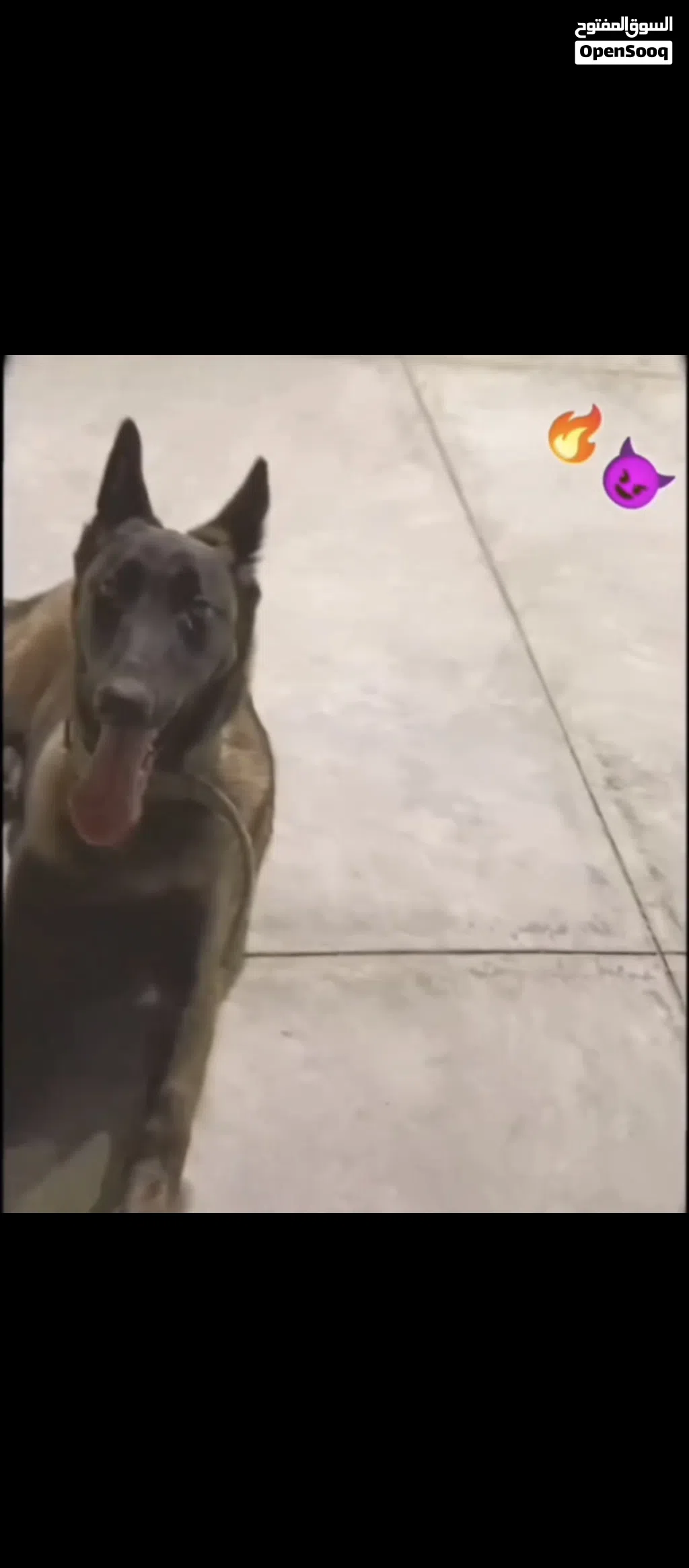 انتايه ملينوا العمر سنه 3شهور