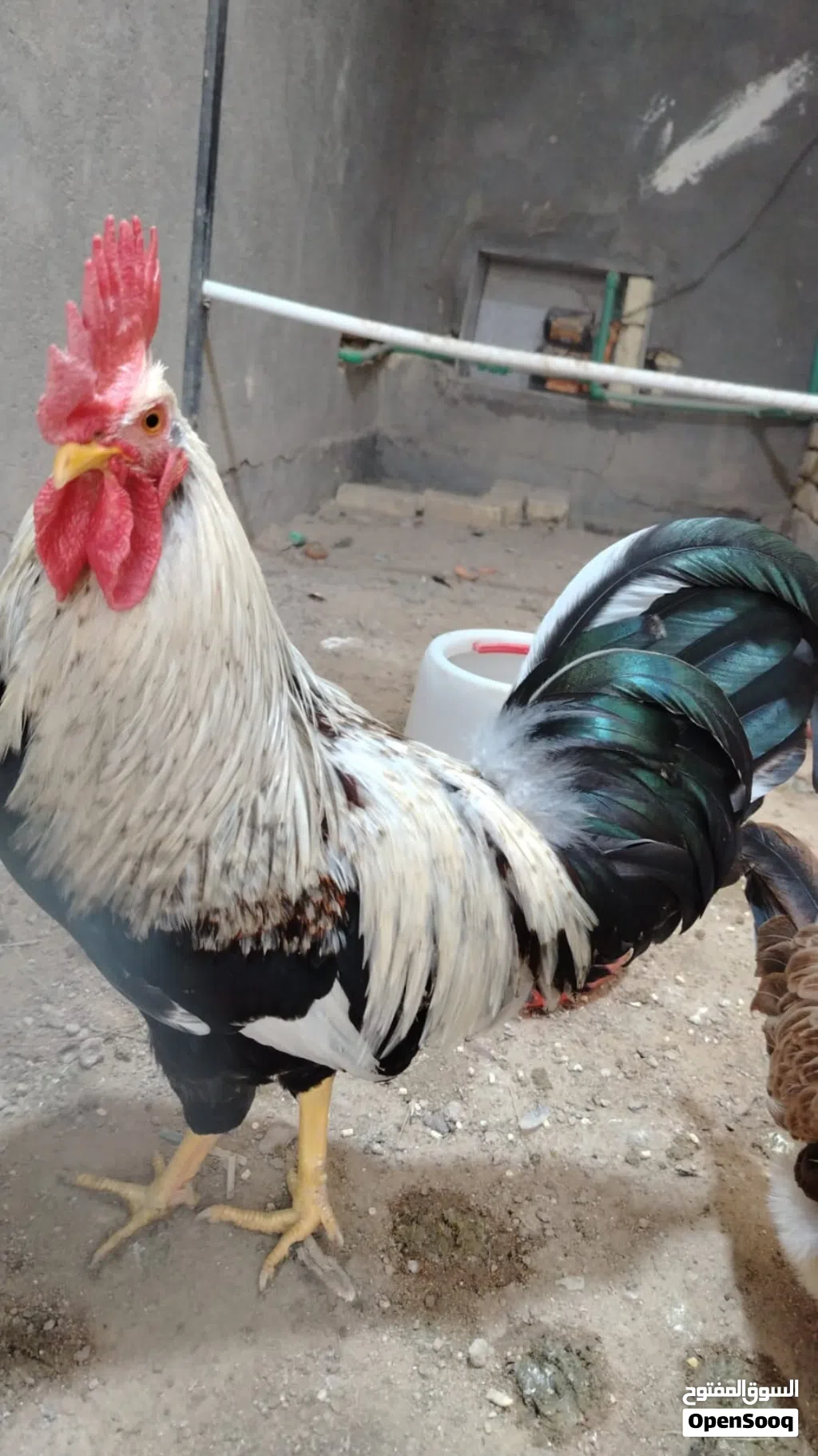مخاليف دندراوي هذا ابوهن مو للبيع