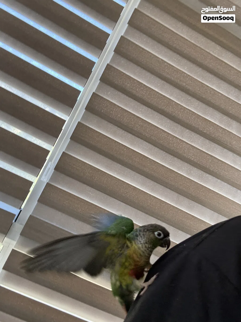 ببغاء الكنيور اخضر الخد(green cheek conure)