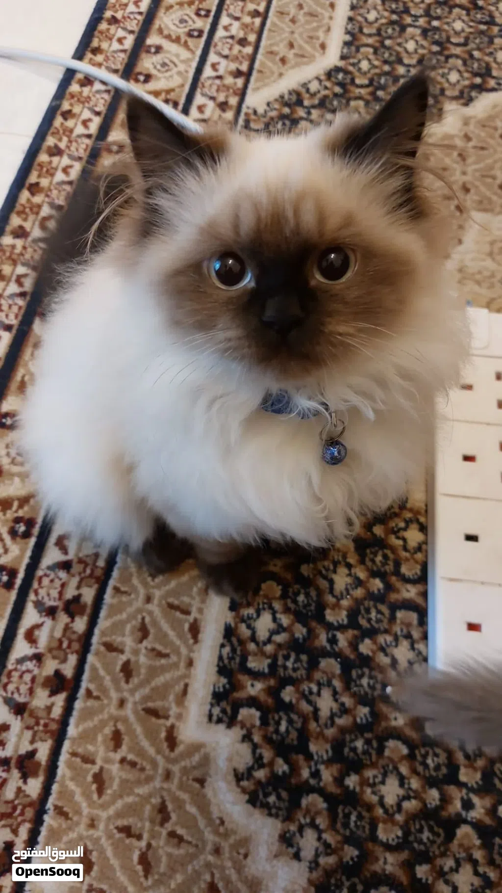 Himalayan 4 months kitten