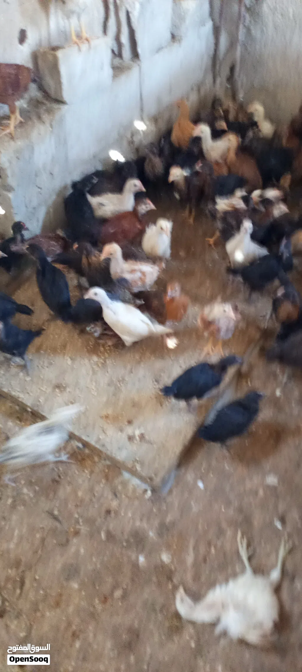 للبيع صيصان بلدي مشكل عمر 40 يوم نضيفه ماخذات جميع القاحات