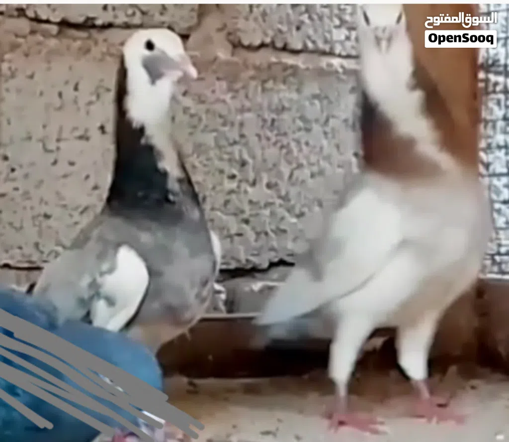 زوجين لحلوح امصوقرات