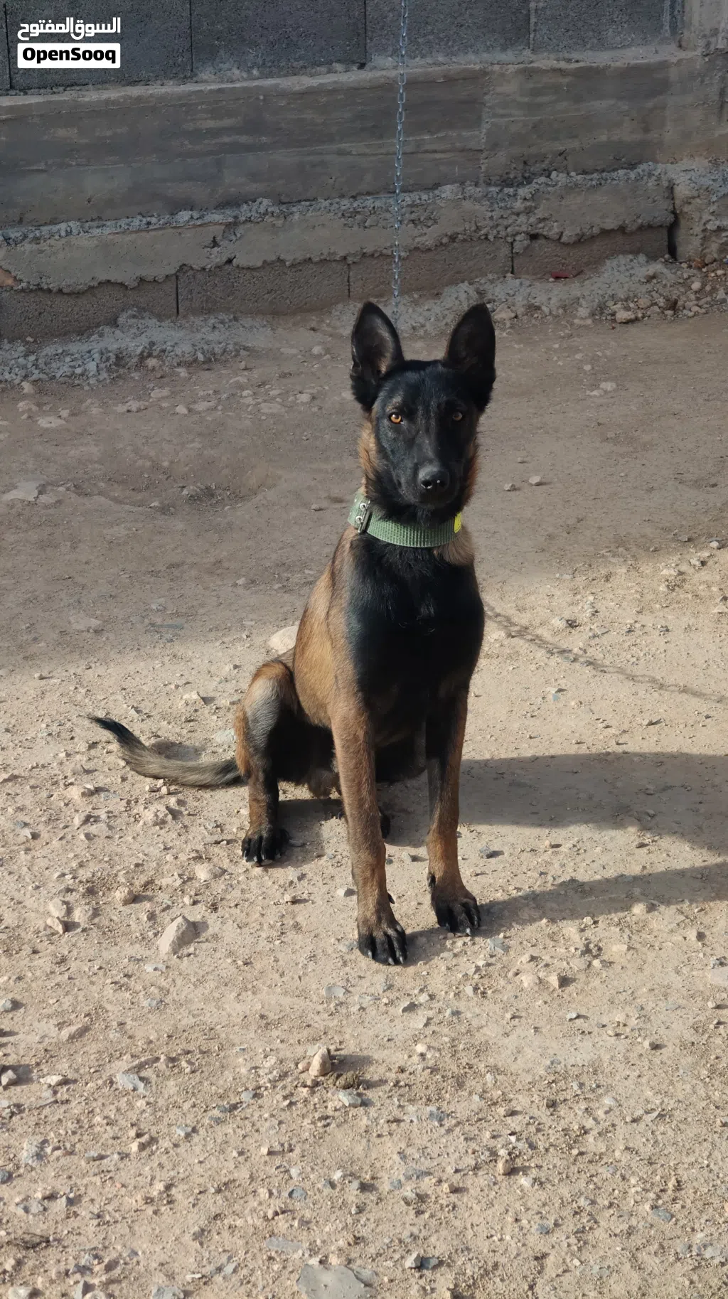Malinois mâle Charbonnier