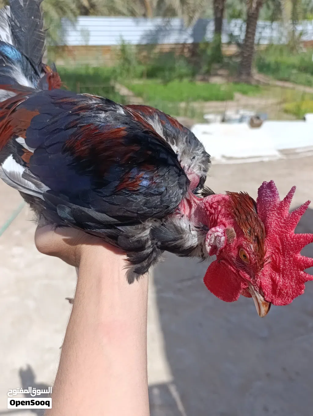 ديوجه ابو ركيبه اقره الوصف