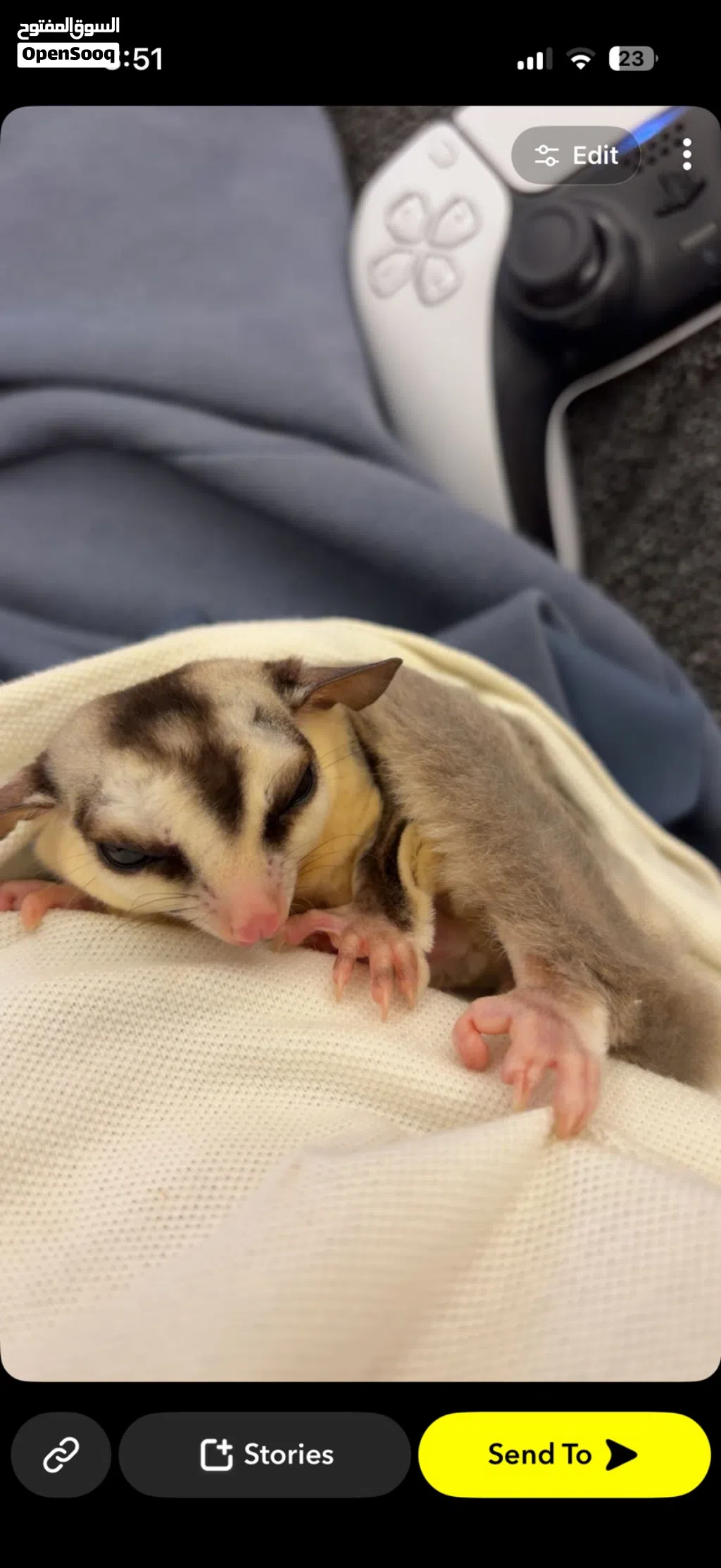 شوقر غلايدر sugar glider