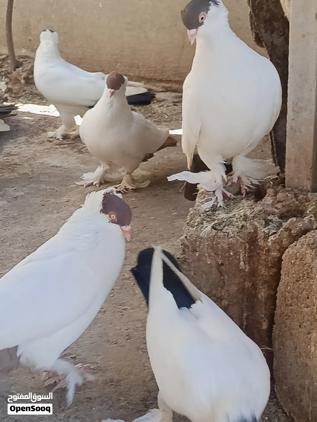 حمام للبيع