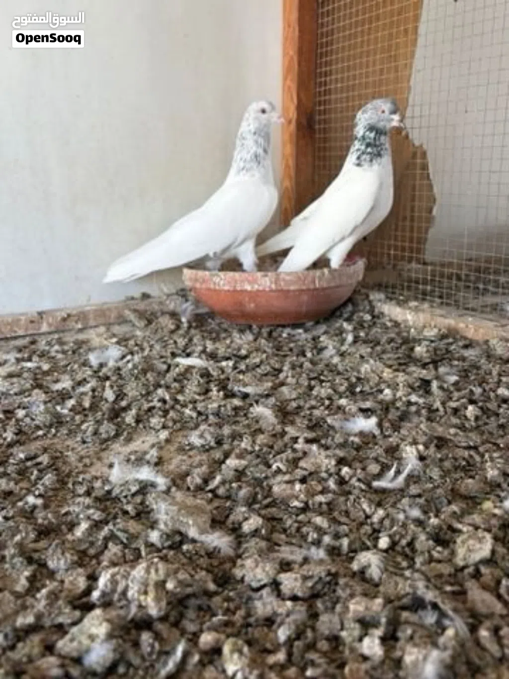حمام باكستاني