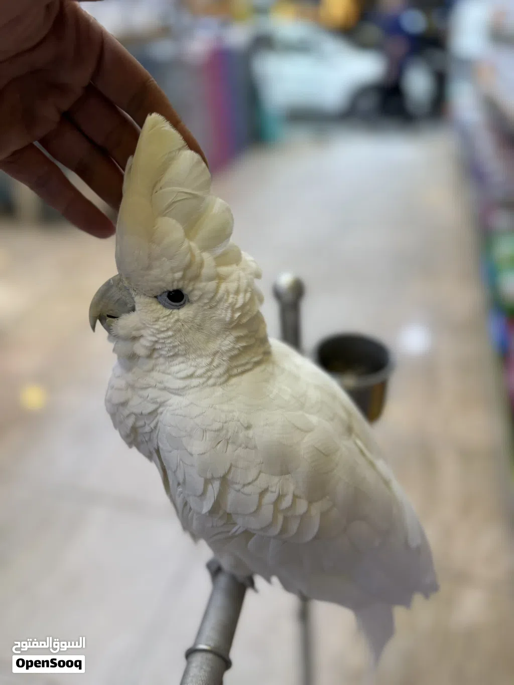 ببغاء كوكاتو جوڤن اليف جدا جدا