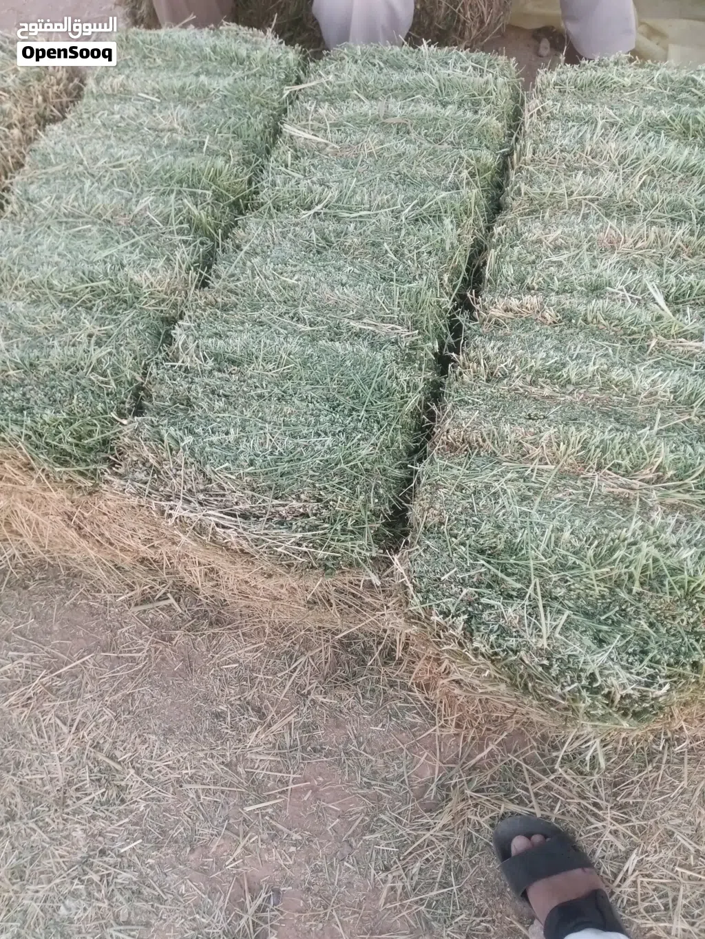 Premium Animal Fodder & Rhodes Grass Available أعلاف حيوانية ورودس ممتاز