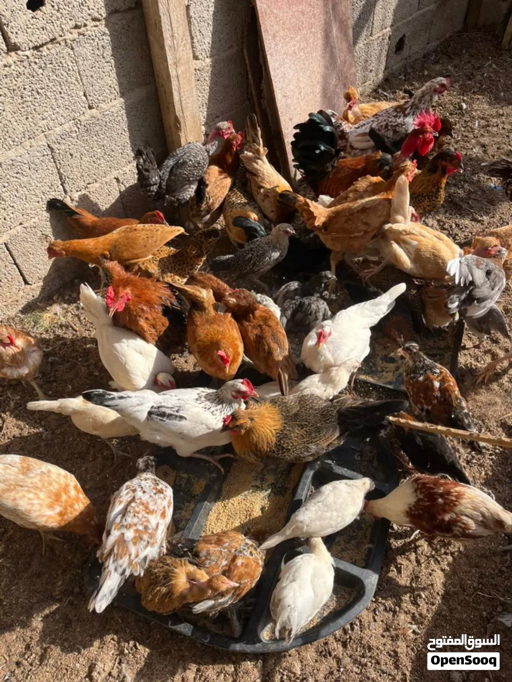 دجاج عربي كيف امفتح عمره في 6 اشهور