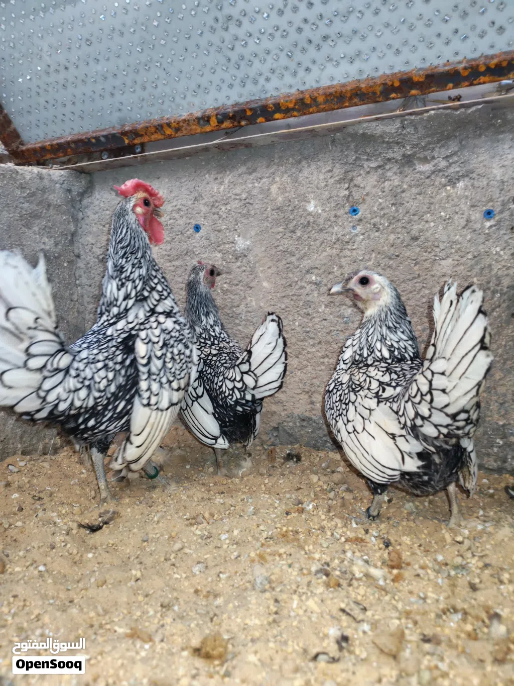 جاج سبرايت اسباني