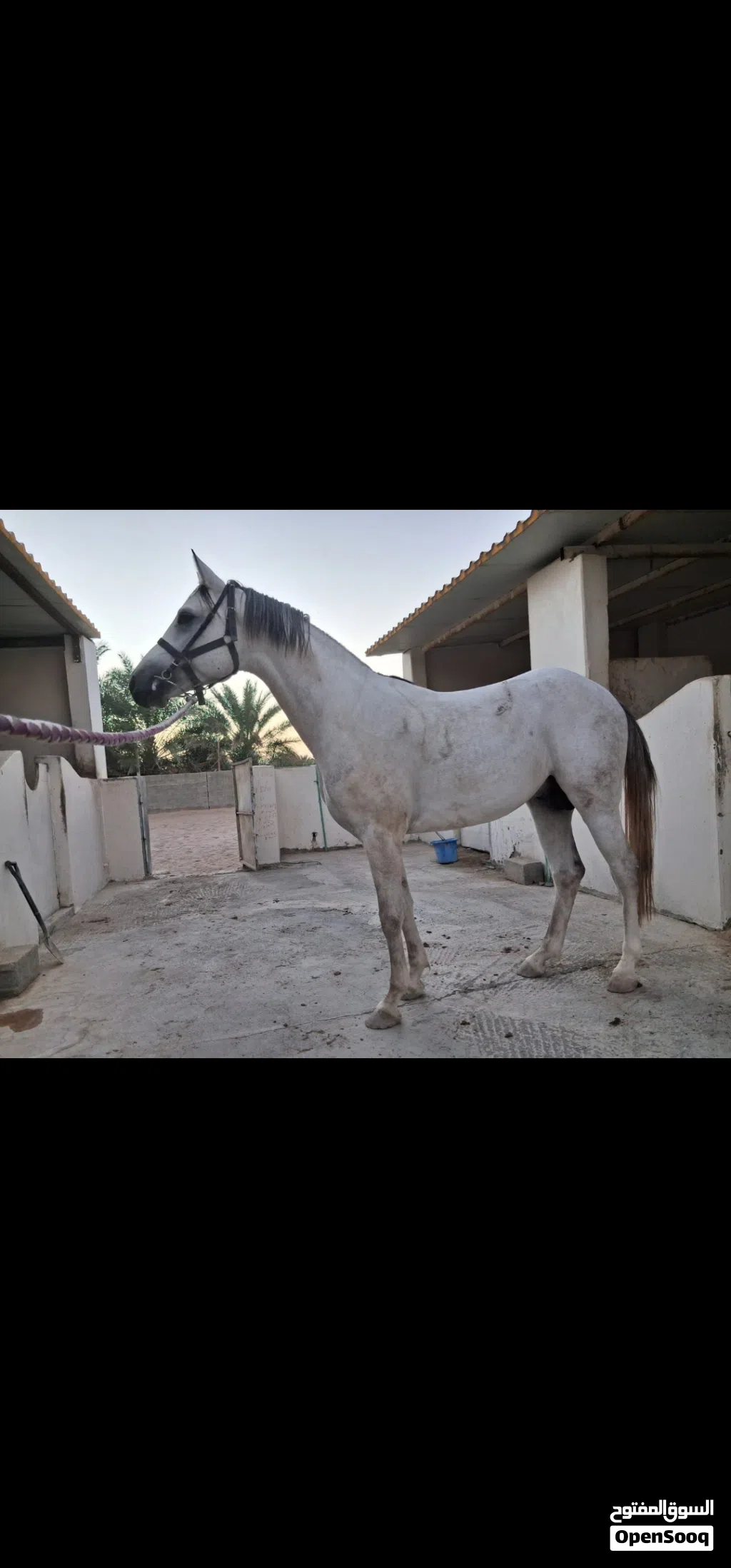حصان سباق عربي أصيل بعمر 3 سنوات (شوف الشرح)