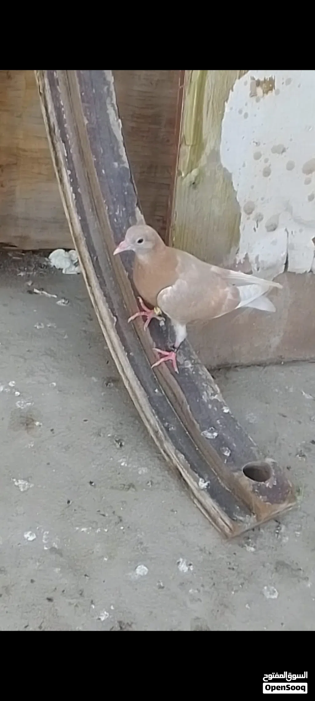 السلام عليكم مخلف لوت اصفر للبيع او مراوس طير مال السنه أمهاته خوش حمام