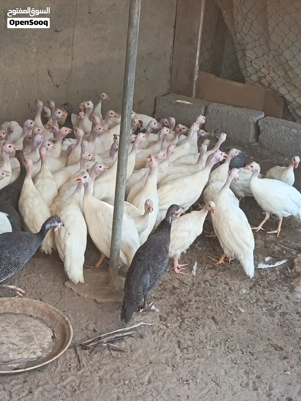 للبيع طيور حبشيه ودجاج رومي وبط