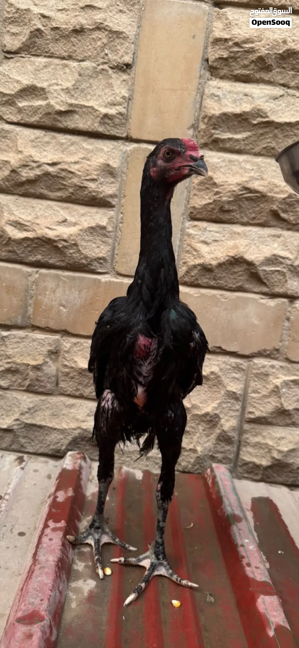 ديج تايلندي دم صافي مستوى جبار