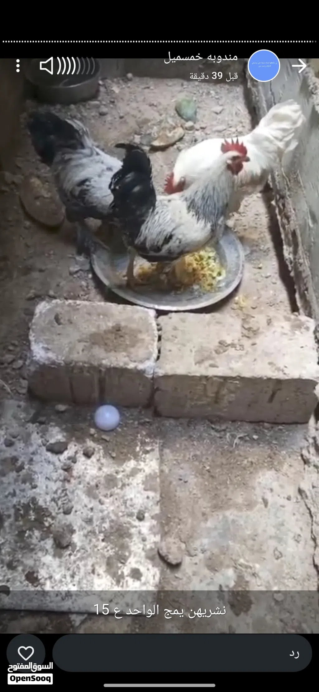 السلام عليكم اريد ابيع الديج الواحد
