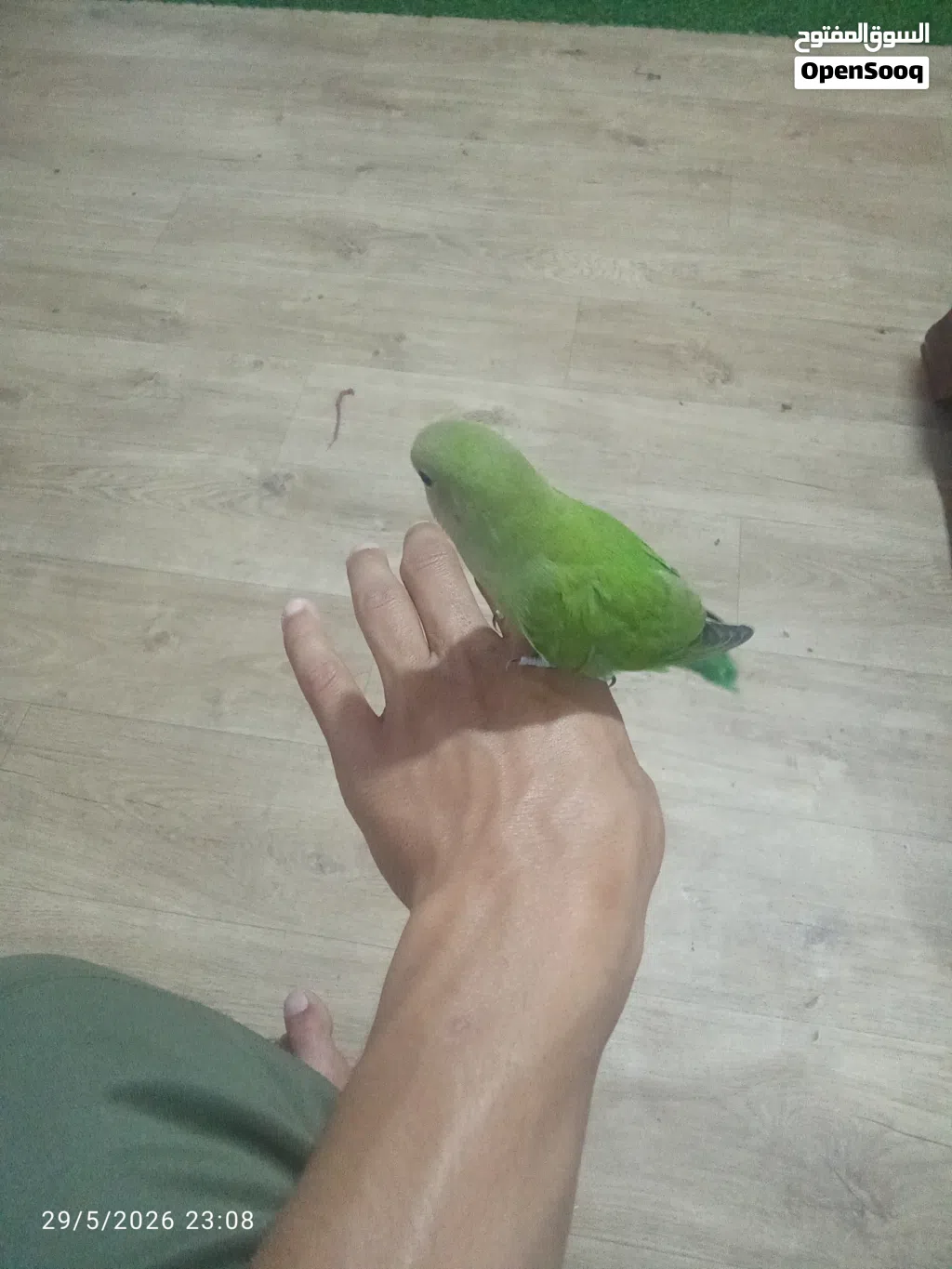بركديلو انثايه ترويض منزلي ربي ايبارك