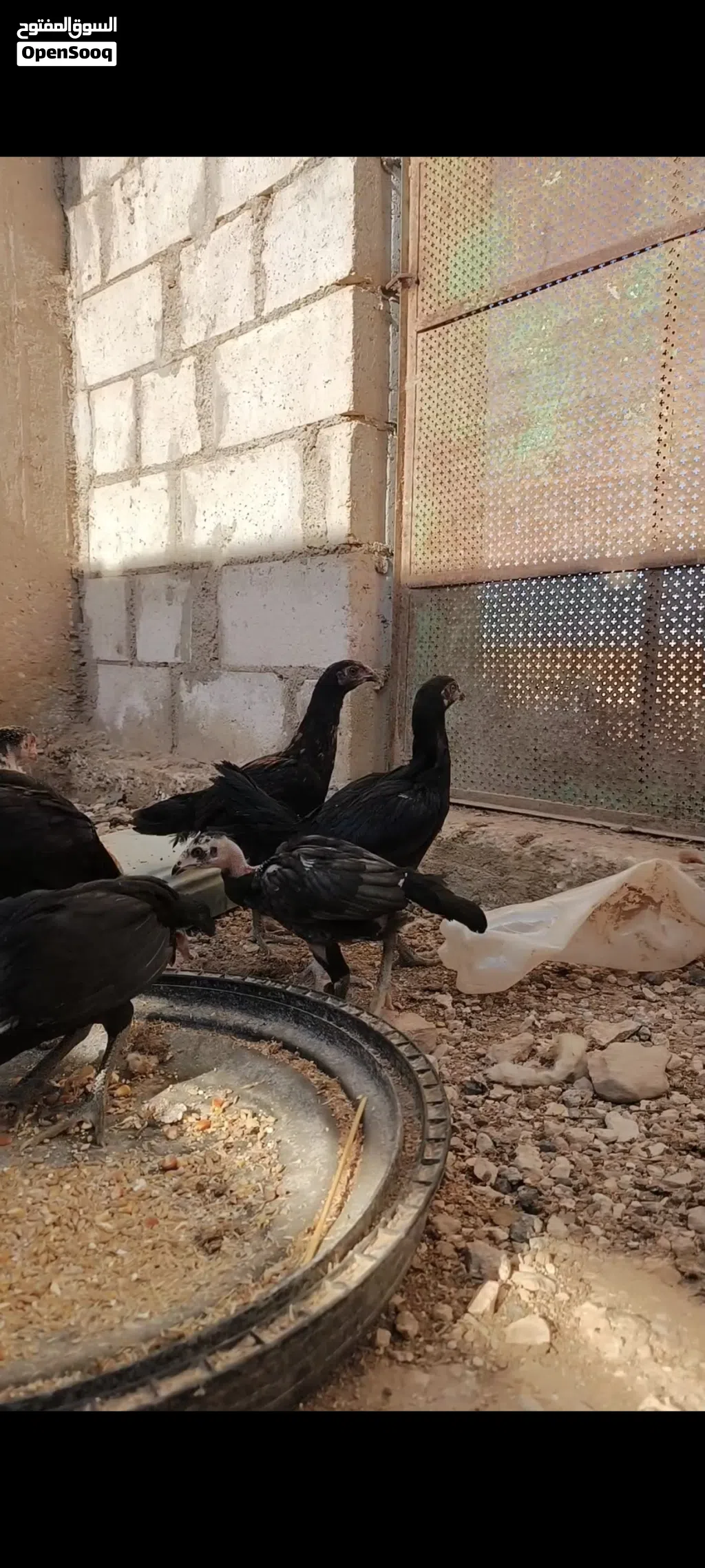 فرخات بكستاني