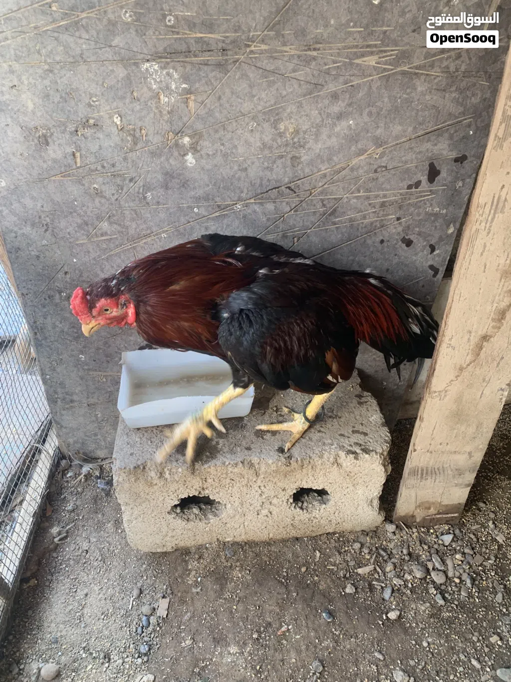 ديك باكستاني حال بيع