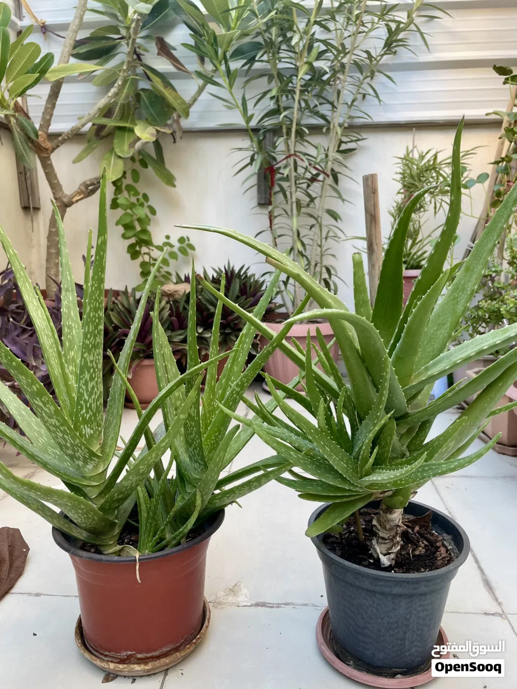 Aloe Vera plant Pair, healthy big stems