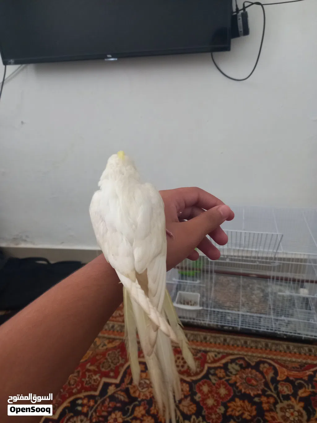 ببغاء كوكتيل مفطوم مروض فل