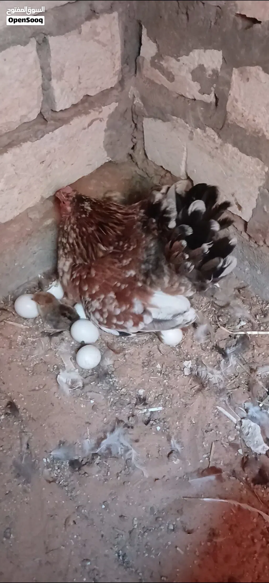 المكان تاجوارء