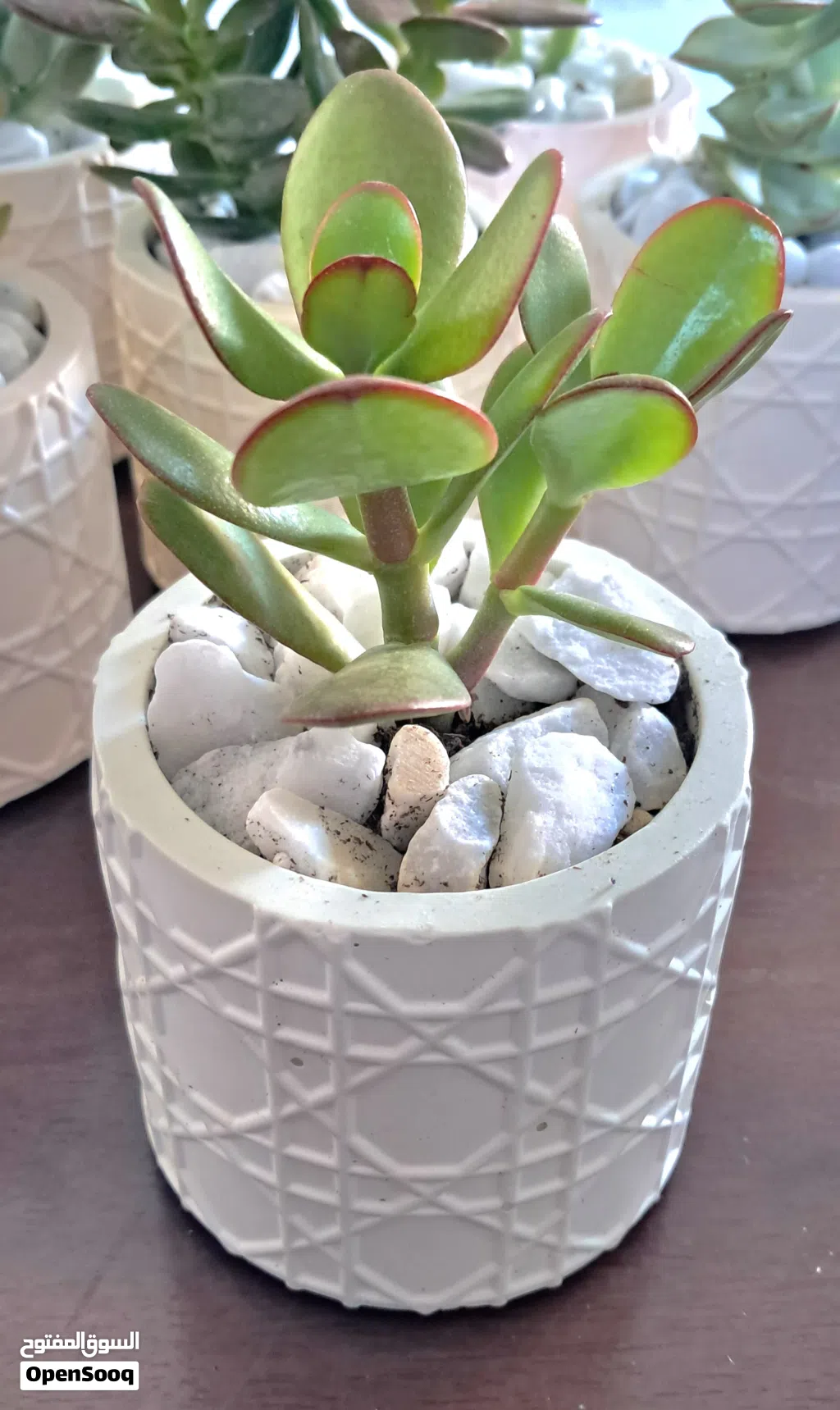 Succulent Plant in Concrete Pot