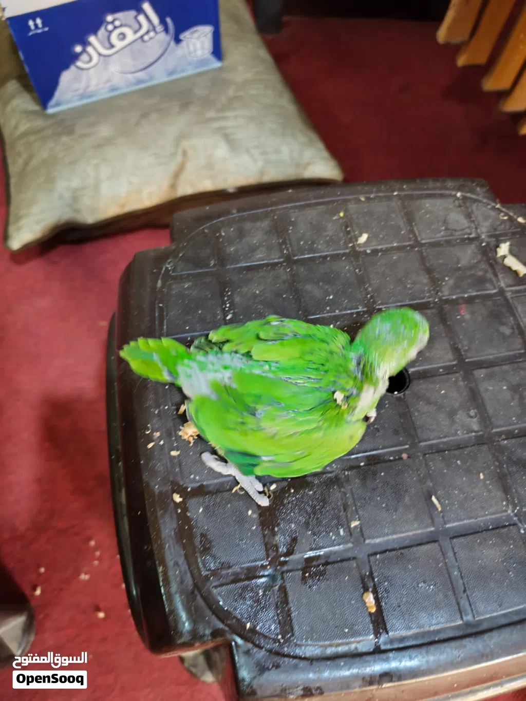 فرخ درة للبيع
