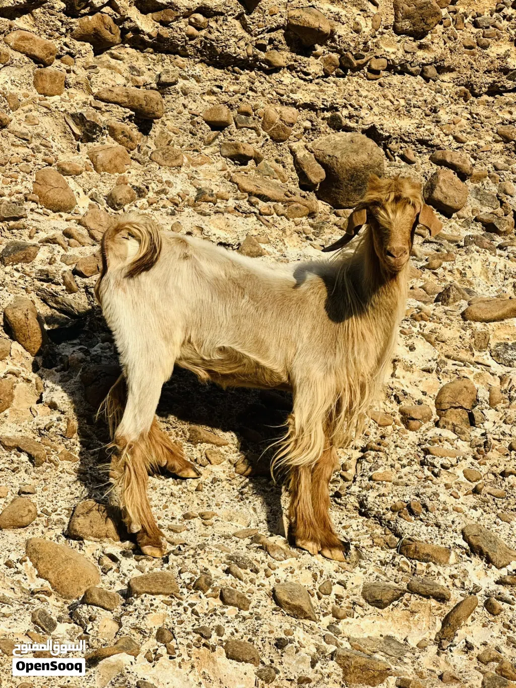 فحل من حلال الجواميد
