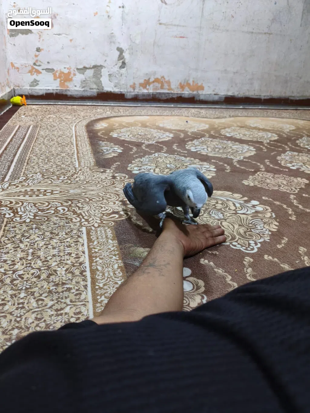 كاسكو اليف ومتكلم