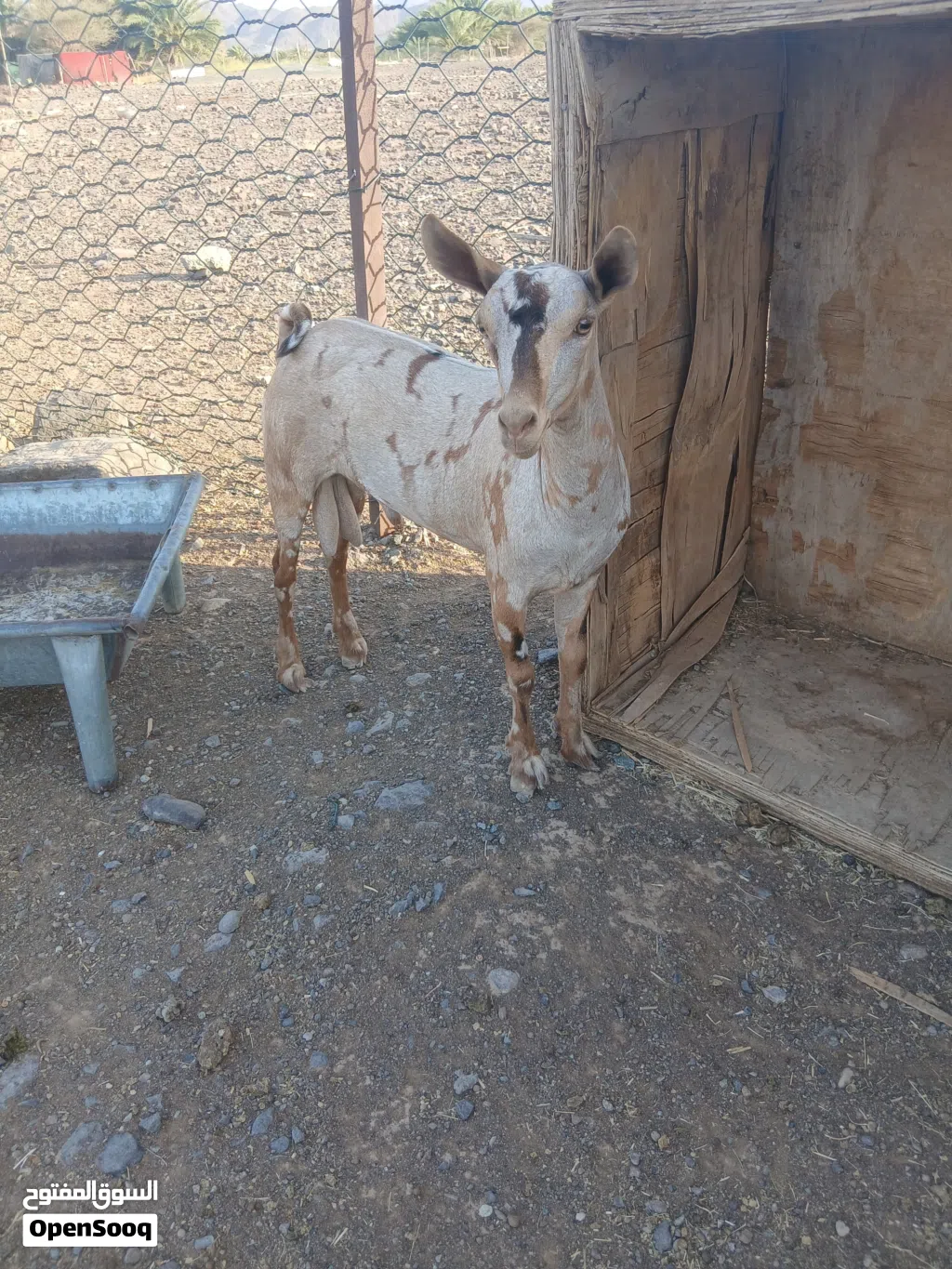 صلاليات بنات ولده وحده وصخل بكر وتيس كريمي ابيع جمله لاحديتو صلمعي هاذا راعيا الحلال رقمه تحدالقايمه