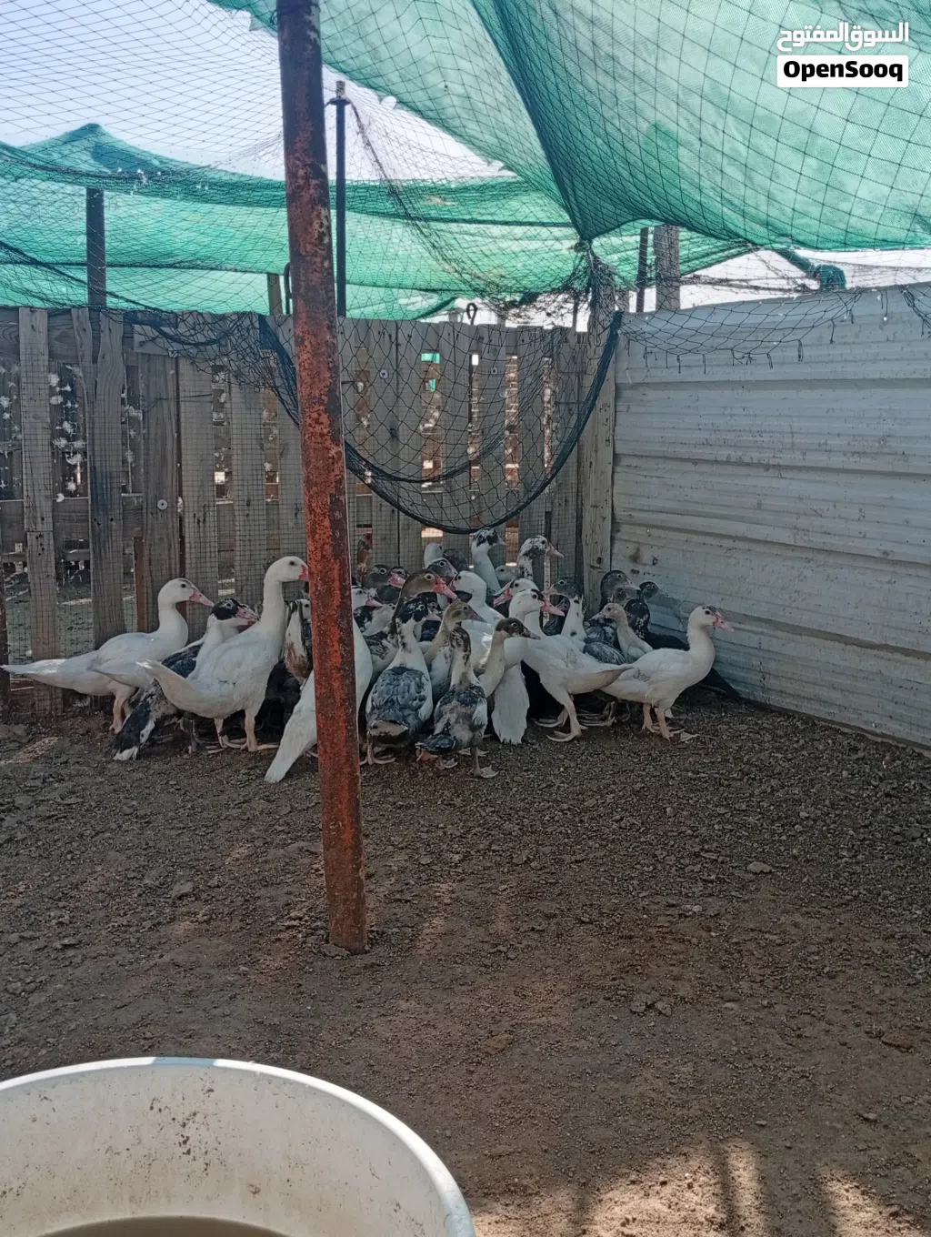 للبيع بط مصري
