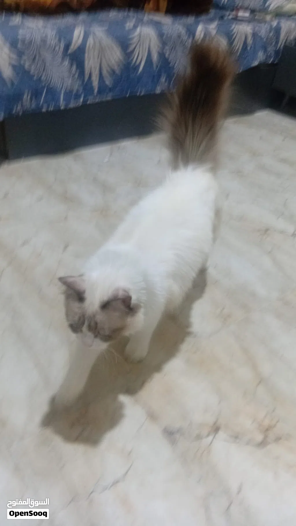 قطة باندا للبيع