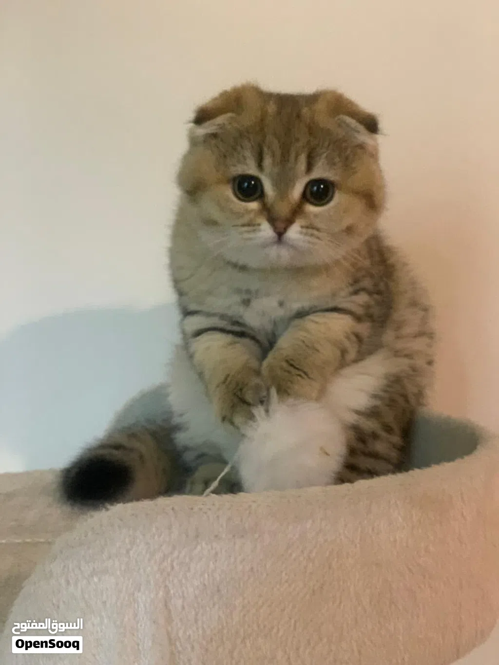 سكوتش فولد بيور للبيع